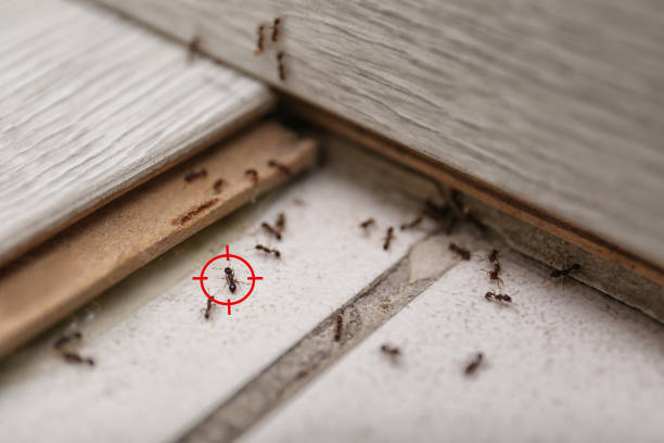 Professional Pest Control in Burlington, KS